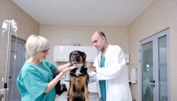 veterinarian assistant